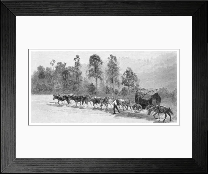 Framed Print : Cedar-getting on the Richmond River, New South Wales, Australia, 1886. Artist: JR Ashton Framed Print : Cedar-getting on the Richmond River, New South Wales, Australia, 1886. Artist: JR Ashton