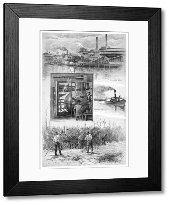 Framed Print : The sugar industry, Richmond River, New South Wales, Australia, 1886. Artist: JR Ashton Framed Print : The sugar industry, Richmond River, New South Wales, Australia, 1886. Artist: JR Ashton