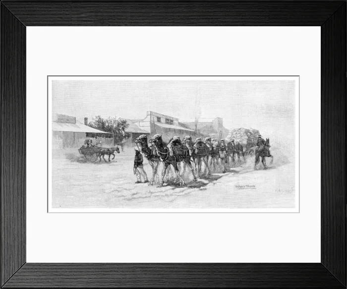 Framed Print : Camel team, Wilcannia, New South Wales, Australia, 1886 Framed Print : Camel team, Wilcannia, New South Wales, Australia, 1886