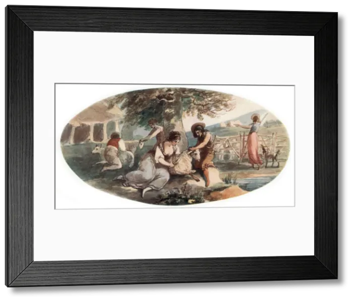 Framed Print : Sheep Shearing, (1912). Artist: William Hamilton Framed Print : Sheep Shearing, (1912). Artist: William Hamilton