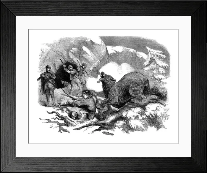 Framed Print : Jack Curlings narrow escape from a ferocious bear, 1855 Framed Print : Jack Curlings narrow escape from a ferocious bear, 1855