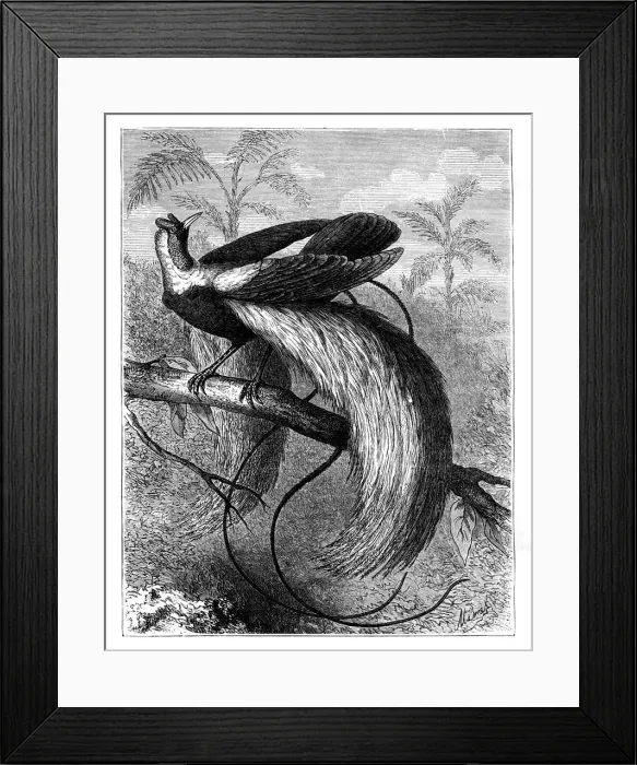 Framed Print : Bird of Paradise, 19th century. Artist: A Mesnel Framed Print : Bird of Paradise, 19th century. Artist: A Mesnel