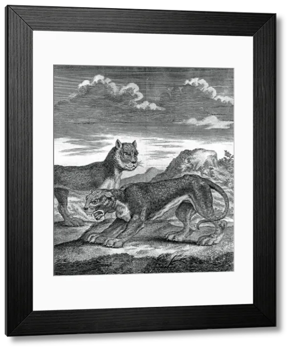 Framed Print : East Indian leopard, 1750 Framed Print : East Indian leopard, 1750