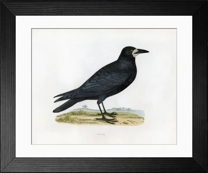 Framed Print : Rook, c19th century Framed Print : Rook, c19th century