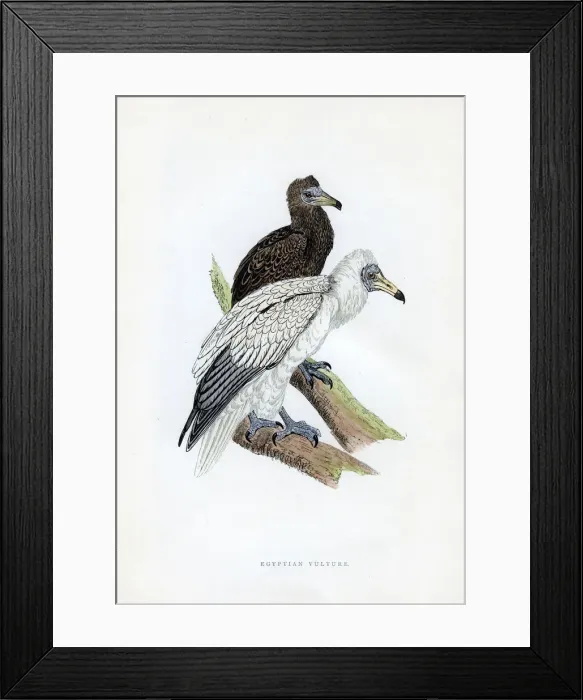 Framed Print : Egyptian Vulture, c19th century Framed Print : Egyptian Vulture, c19th century