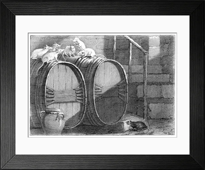 Framed Print : Council held by the Rats Framed Print : Council held by the Rats