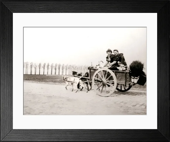 Framed Print : Dogs pulling women on a cart, Antwerp, 1898. Artist: James Batkin Framed Print : Dogs pulling women on a cart, Antwerp, 1898. Artist: James Batkin
