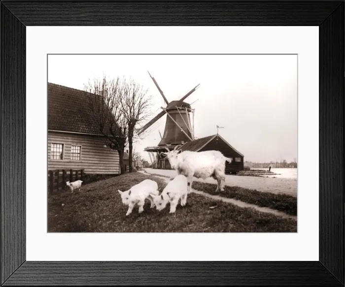 Framed Print : Goats, Laandam, Netherlands, 1898. Artist: James Batkin Framed Print : Goats, Laandam, Netherlands, 1898. Artist: James Batkin