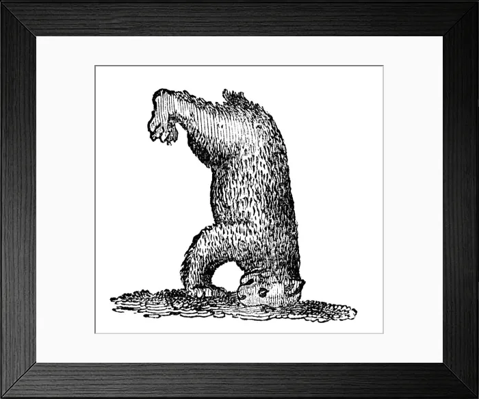 Framed Print : A bear standing on his head, 14th century, (1833) Framed Print : A bear standing on his head, 14th century, (1833)