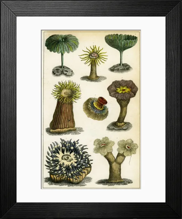 Framed Print : Sea anemones, c19th century. Artist: A Fullarton & Co Framed Print : Sea anemones, c19th century. Artist: A Fullarton & Co