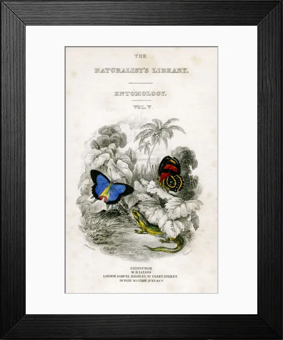 Framed Print : The Naturalists Library, Entomology, Vol V, Butterflies, c1833-1865. Artist: William Home Lizars Framed Print : The Naturalists Library, Entomology, Vol V, Butterflies, c1833-1865. Artist: William Home Lizars