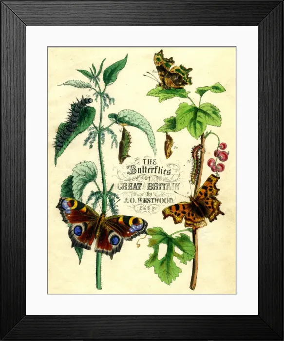Framed Print : The Butterflies of Great Britain, c1855 Framed Print : The Butterflies of Great Britain, c1855