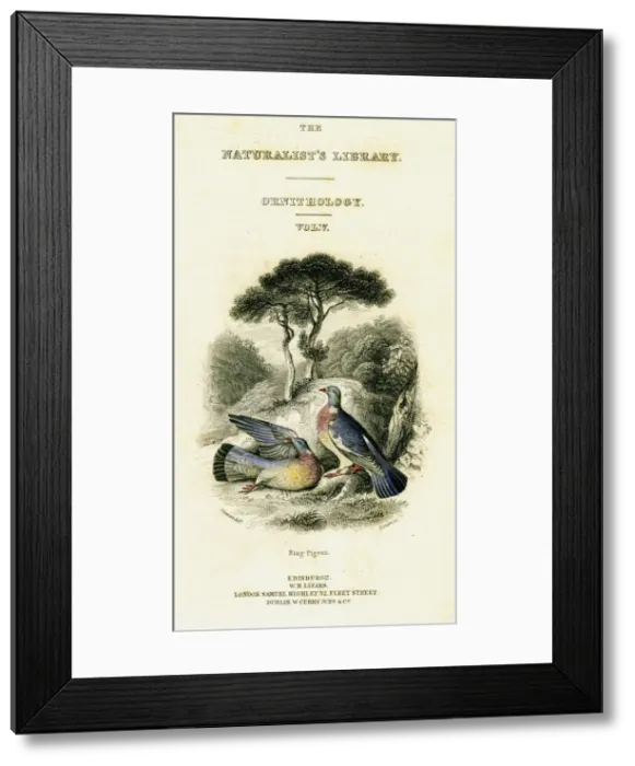 Framed Print : The Naturalists Library, Ornithology Vol V, Ring Pigeon, c1833-1865. Artist: William Home Lizars Framed Print : The Naturalists Library, Ornithology Vol V, Ring Pigeon, c1833-1865. Artist: William Home Lizars