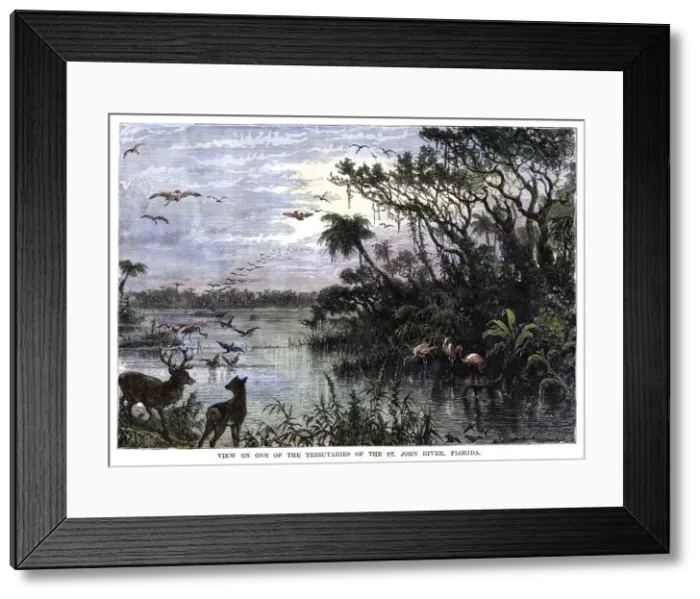 Framed Print : View on one of the Tributaries of the St John River, Florida, 19th century Framed Print : View on one of the Tributaries of the St John River, Florida, 19th century