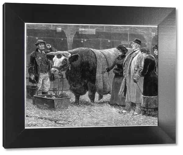 Prize bull, 1883