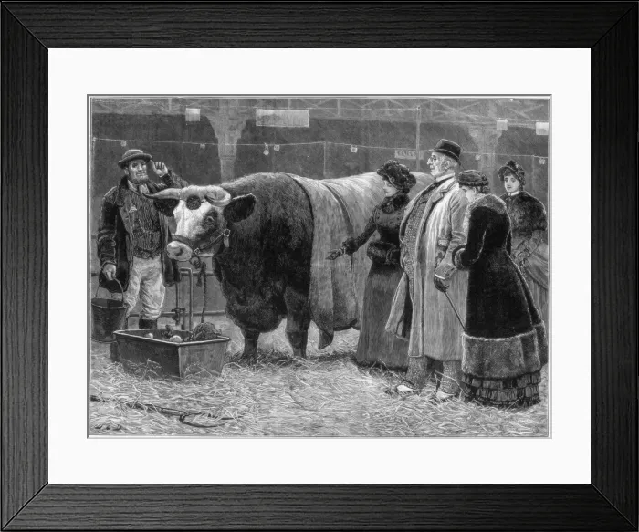 Framed Print : Prize bull, 1883 Framed Print : Prize bull, 1883