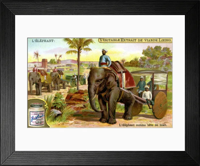 Framed Print : The Elephant as draught animal, c1900 Framed Print : The Elephant as draught animal, c1900