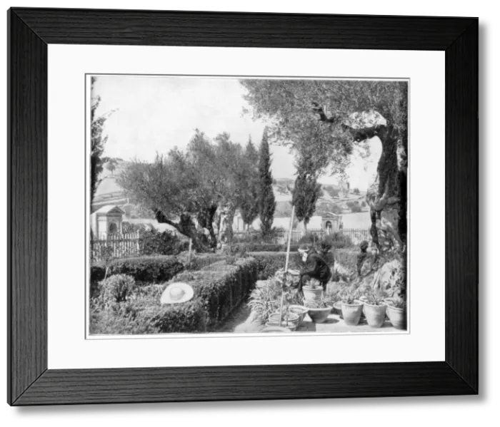 Framed Print : The Garden of Gethsemane, Palestine, late 19th century. Artist: John L Stoddard Framed Print : The Garden of Gethsemane, Palestine, late 19th century. Artist: John L Stoddard