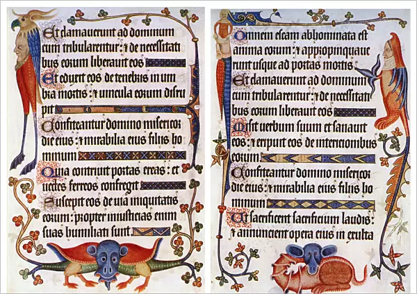 Page of illustrated text from the Luttrell Psalter, c1300-c1340, (c1900-1920)