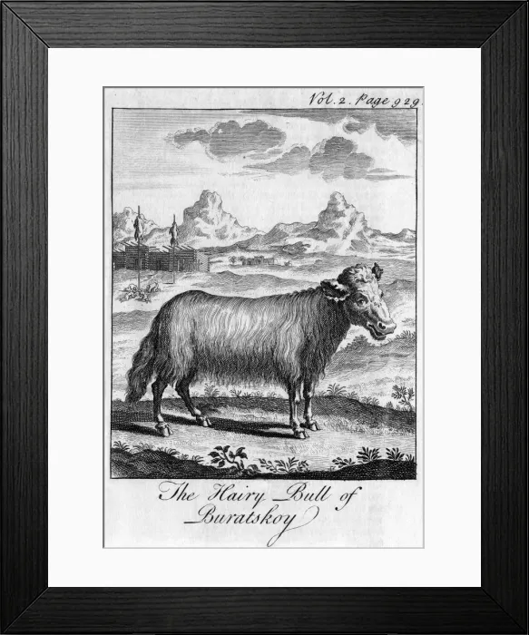 Framed Print : The Hairy Bull of Buratskoy, c18th century Framed Print : The Hairy Bull of Buratskoy, c18th century