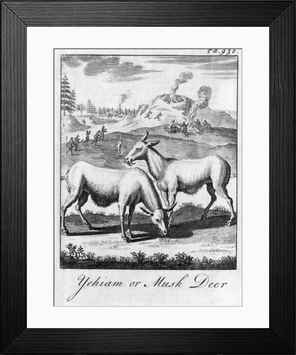 Framed Print : Yehiam or Musk Deer, c18th century Framed Print : Yehiam or Musk Deer, c18th century