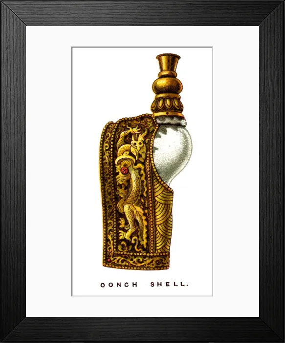 Framed Print : Conch Shell, 1923 Framed Print : Conch Shell, 1923