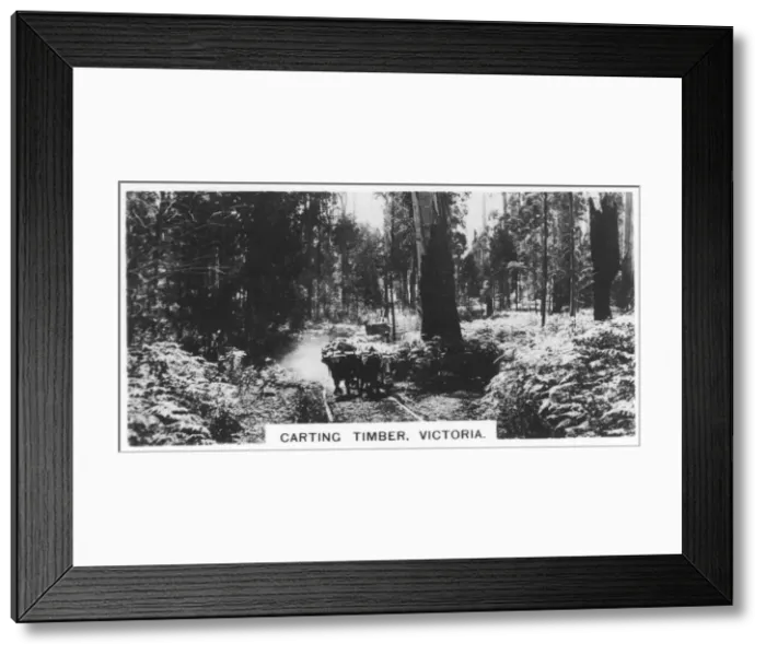 Framed Print : Carting timber, Victoria, Australia, 1928 Framed Print : Carting timber, Victoria, Australia, 1928