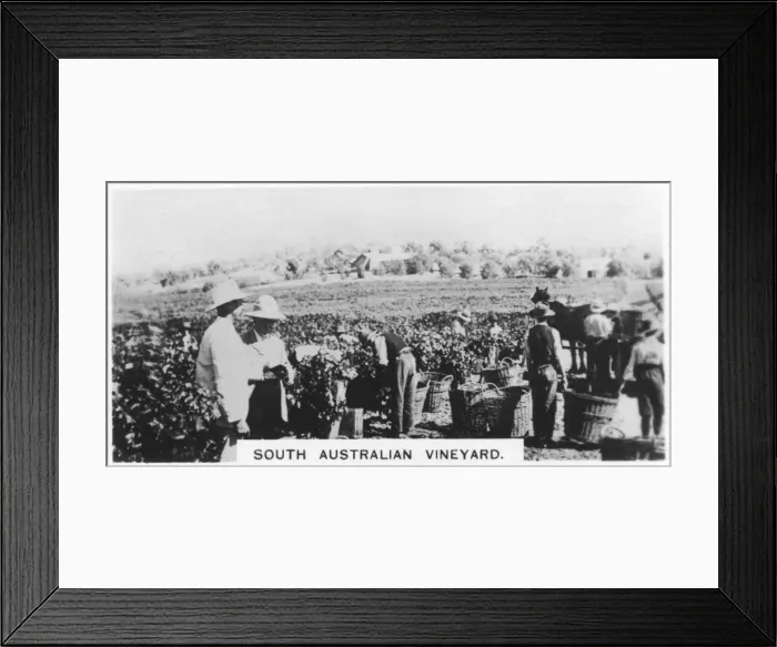 Framed Print : South Australian vineyard, 1928 Framed Print : South Australian vineyard, 1928