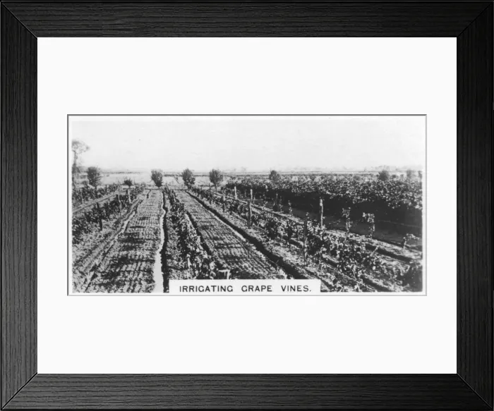 Framed Print : Irrigating grape vines, Australia, 1928 Framed Print : Irrigating grape vines, Australia, 1928