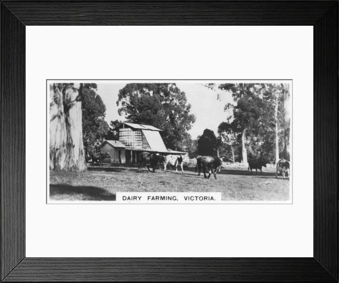 Framed Print : Dairy farming, Victoria, Australia, 1928 Framed Print : Dairy farming, Victoria, Australia, 1928
