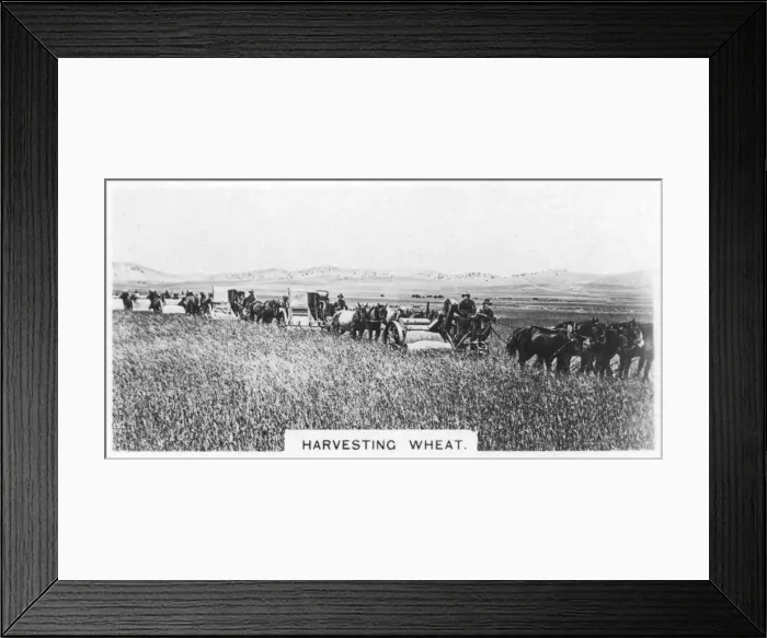 Framed Print : Harvesting wheat, Australia, 1928 Framed Print : Harvesting wheat, Australia, 1928