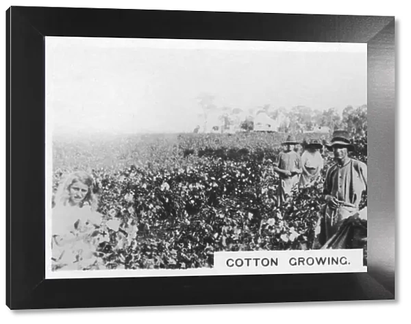 Cotton picking, Australia, 1928
