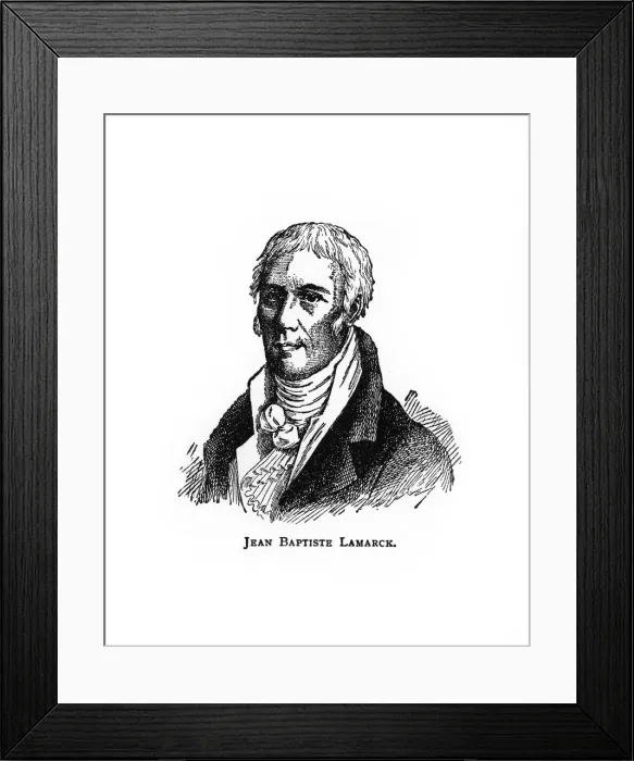 Framed Print : Jean-Baptiste Lamarck, French naturalist, (20th century) Framed Print : Jean-Baptiste Lamarck, French naturalist, (20th century)