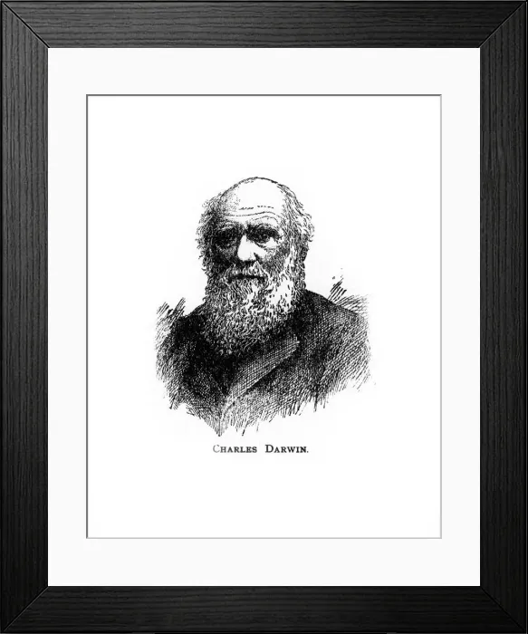 Framed Print : Charles Darwin, 19th century British naturalist, (20th century) Framed Print : Charles Darwin, 19th century British naturalist, (20th century)