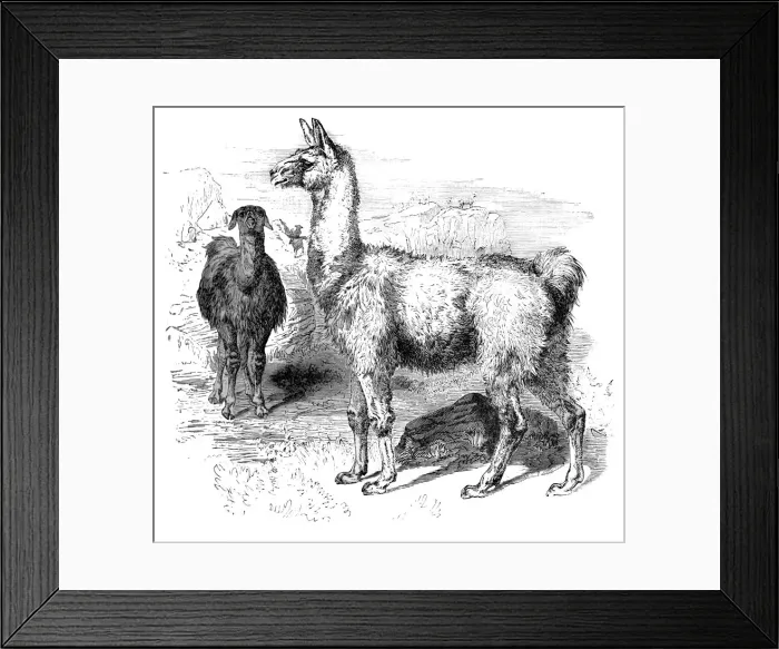 Framed Print : Llamas, c1880 Framed Print : Llamas, c1880