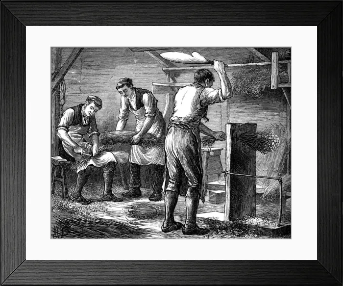 Framed Print : Hand-scutchers at work, c1880 Framed Print : Hand-scutchers at work, c1880