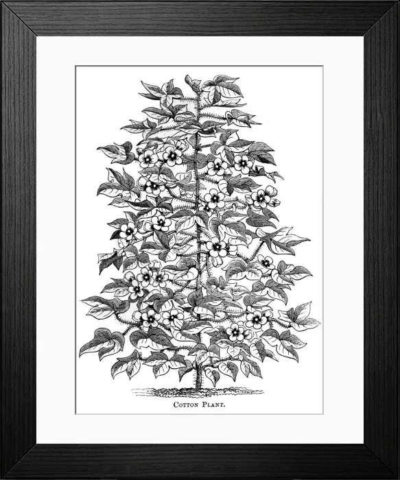 Framed Print : Cotton plant, c1880 Framed Print : Cotton plant, c1880