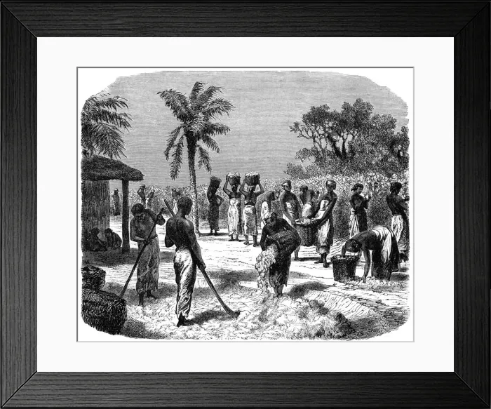 Framed Print : A cotton plantation, c1880 Framed Print : A cotton plantation, c1880