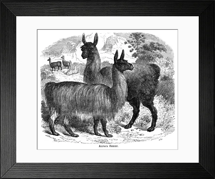 Framed Print : Alpaca Sheep, c1880. Artist: JC Framed Print : Alpaca Sheep, c1880. Artist: JC
