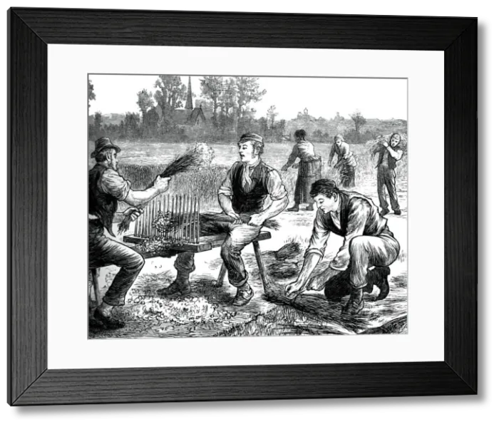 Framed Print : Flax rippling, c1880 Framed Print : Flax rippling, c1880