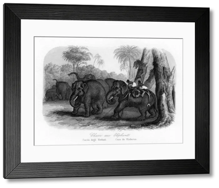 Framed Print : Elephant hunt, India, c1840 Framed Print : Elephant hunt, India, c1840