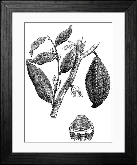 Framed Print : The chocolate nut tree, 1886 Framed Print : The chocolate nut tree, 1886