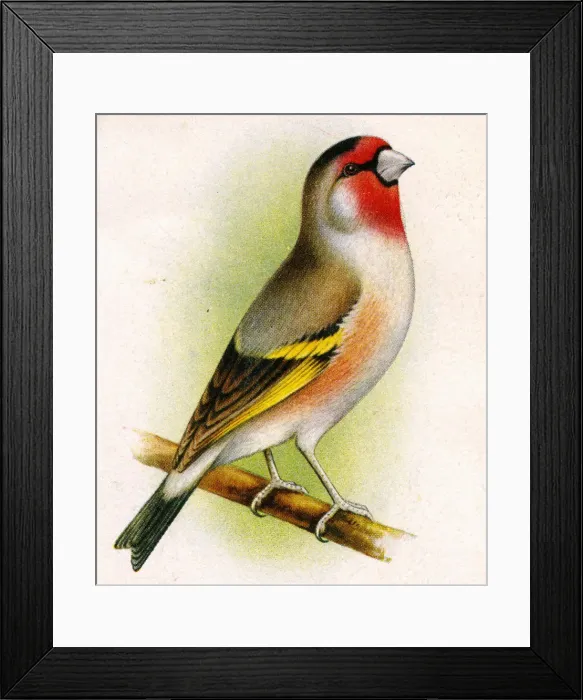 Framed Print : A goldfinch-bullfinch hybrid Framed Print : A goldfinch-bullfinch hybrid