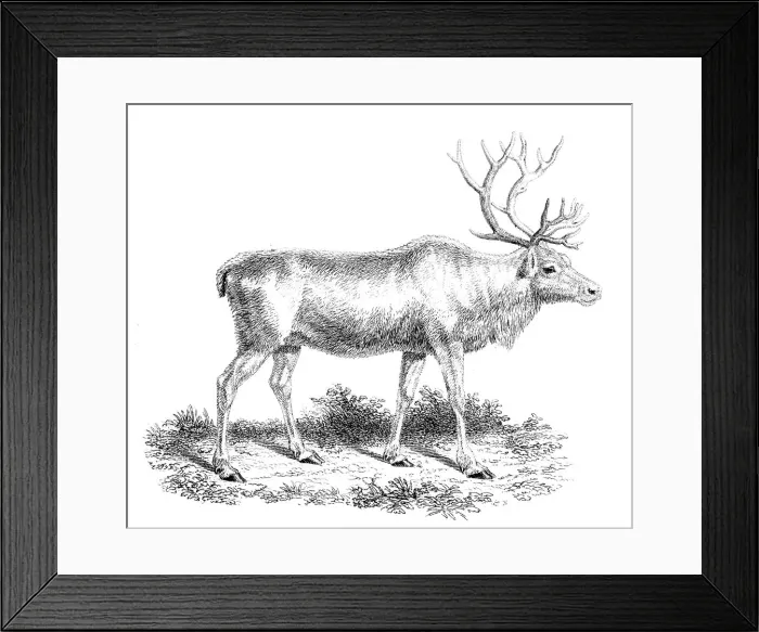 Framed Print : Reindeer, 19th century Framed Print : Reindeer, 19th century