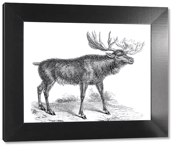 Moose Deer, 19th century