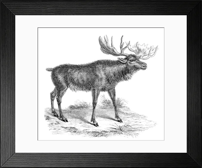 Framed Print : Moose Deer, 19th century Framed Print : Moose Deer, 19th century