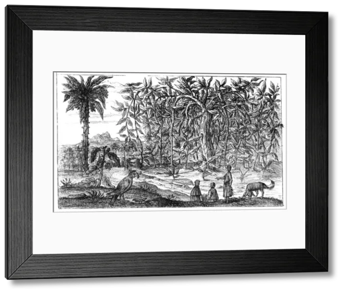 Framed Print : Fig Trees, 19th century Framed Print : Fig Trees, 19th century