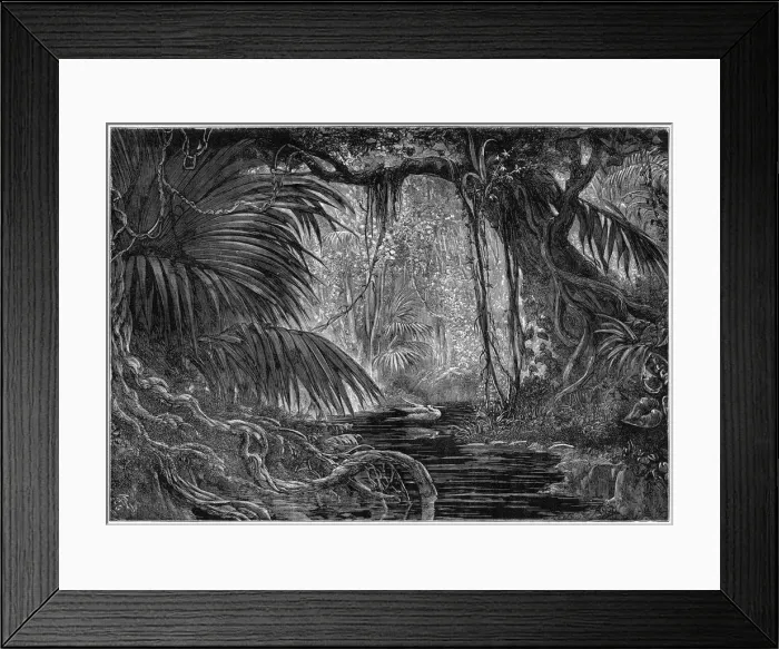 Framed Print : A forest scene in Peru, 1877 Framed Print : A forest scene in Peru, 1877