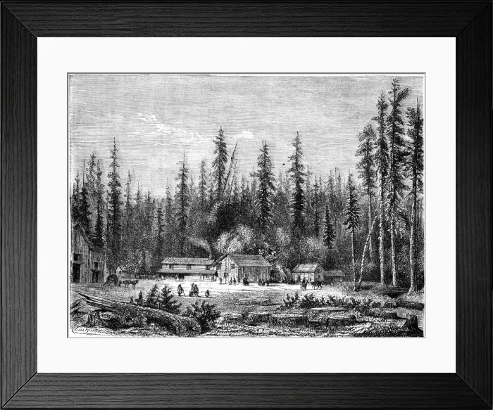 Framed Print : Giant sequoia forest, California, 19th century. Artist: Paul Huet Framed Print : Giant sequoia forest, California, 19th century. Artist: Paul Huet