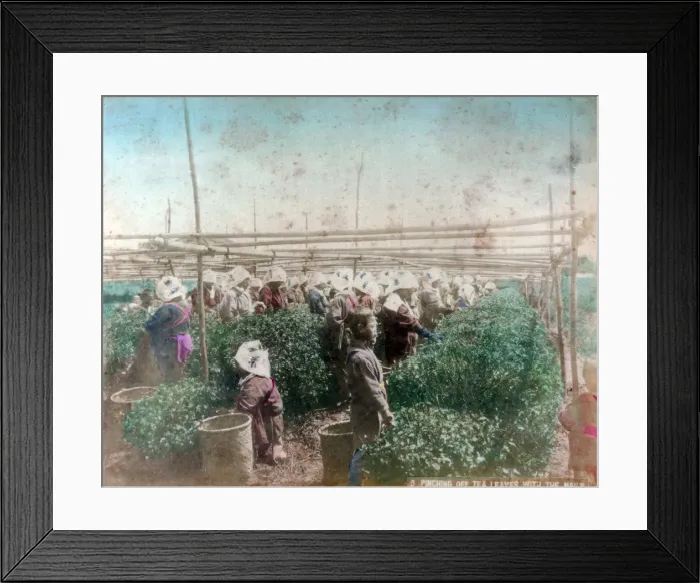 Framed Print : Tea picking, Japan Framed Print : Tea picking, Japan